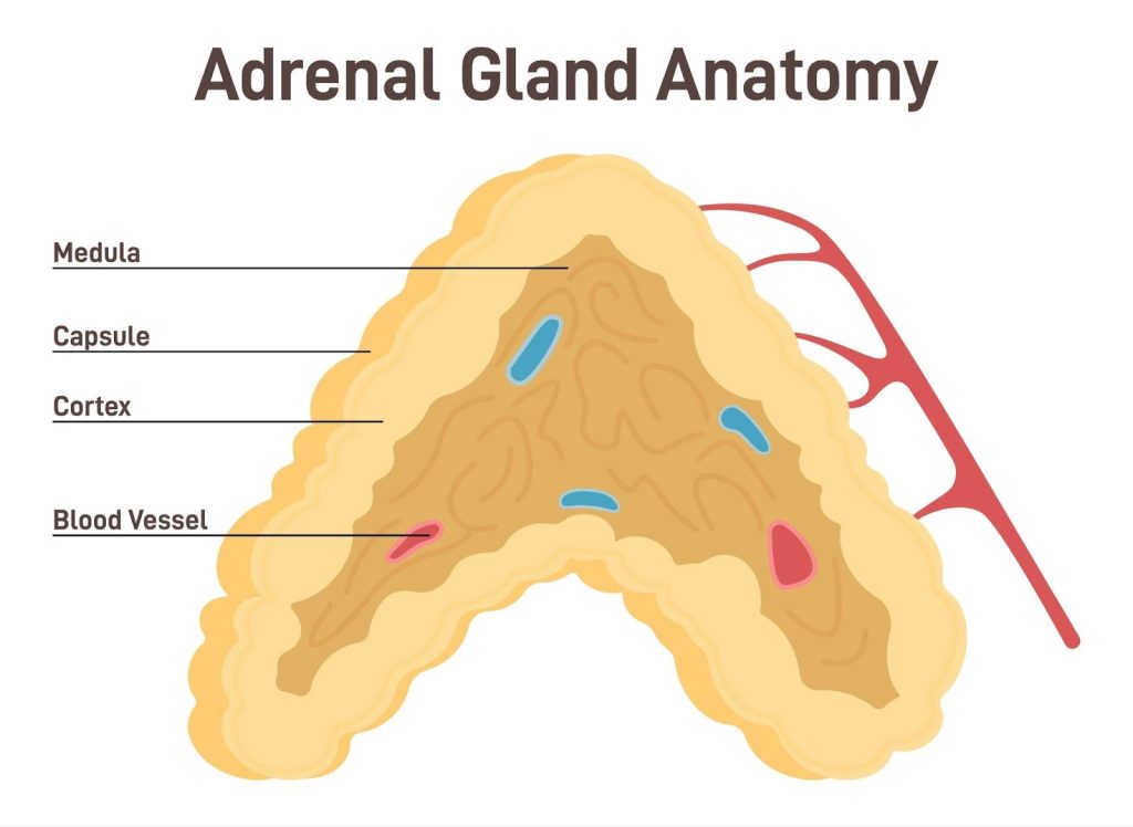 Adrenal Gland Tumours Ace Specialist Surgery & Endoscopy
