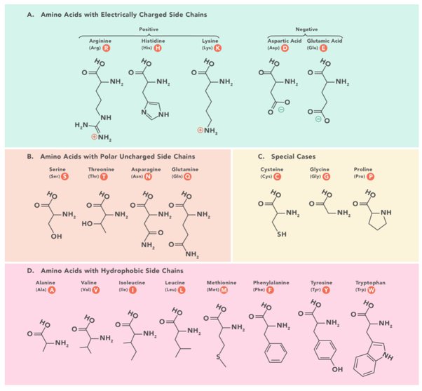 What is the classification of amino acids? ECHEMI