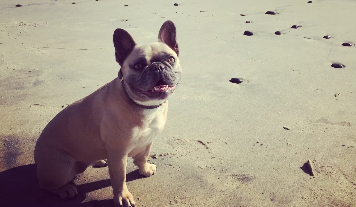 A Tale of Tully Animal Cancer Foundation