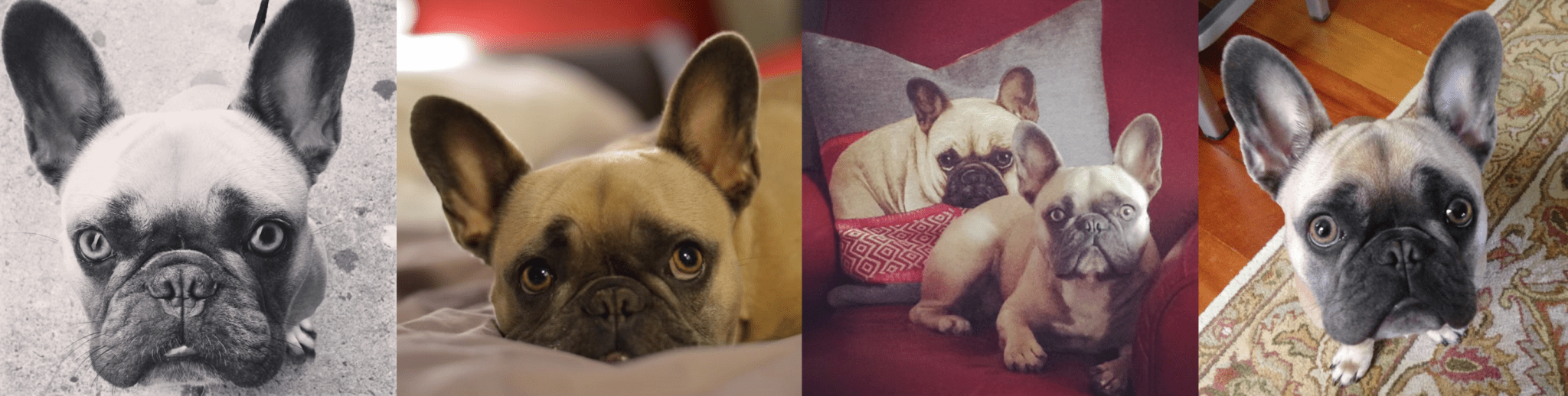 A Tale of Tully Animal Cancer Foundation