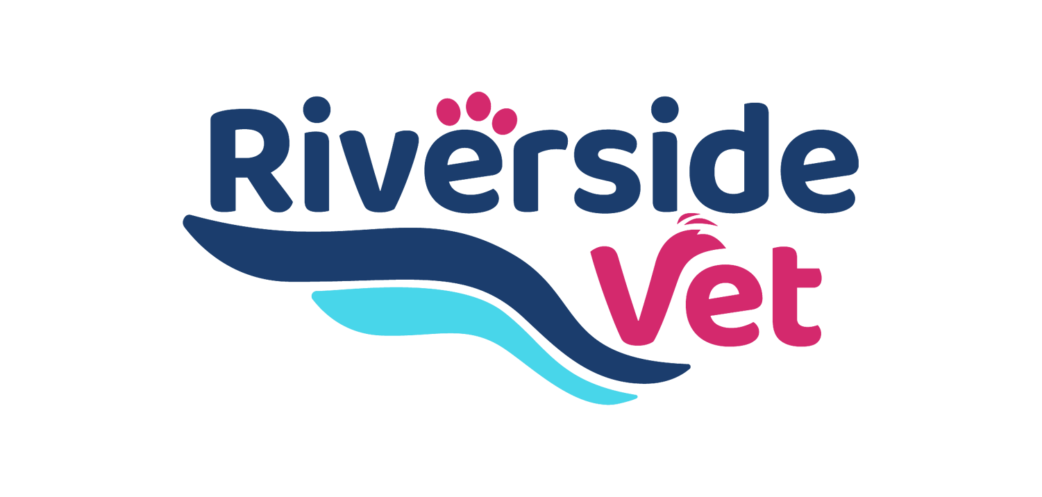 Clinics Building The Best Vet Practices With AcharaVet