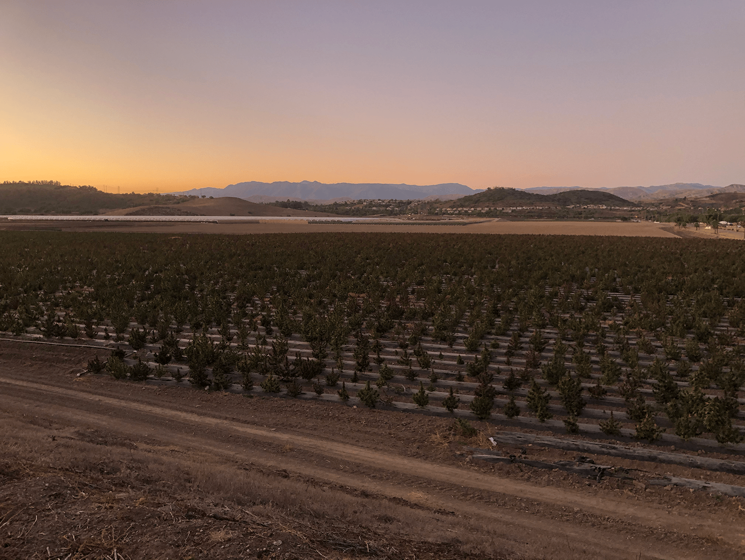 The New Industrial Hemp Fields in Camarillo The Stinger