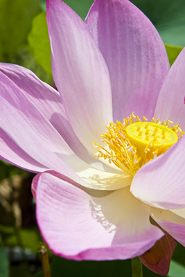 Die Lotusblume Im Buddhismus Achtsam Sein Beharrlich Sein Selbstmitfuhlend Sein