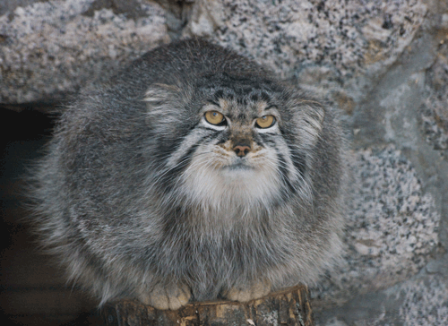 Animal GIFs (21 gifs)