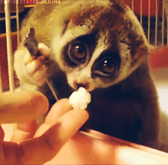 Cute Lemur Eating Popcorn (6 gifs)
