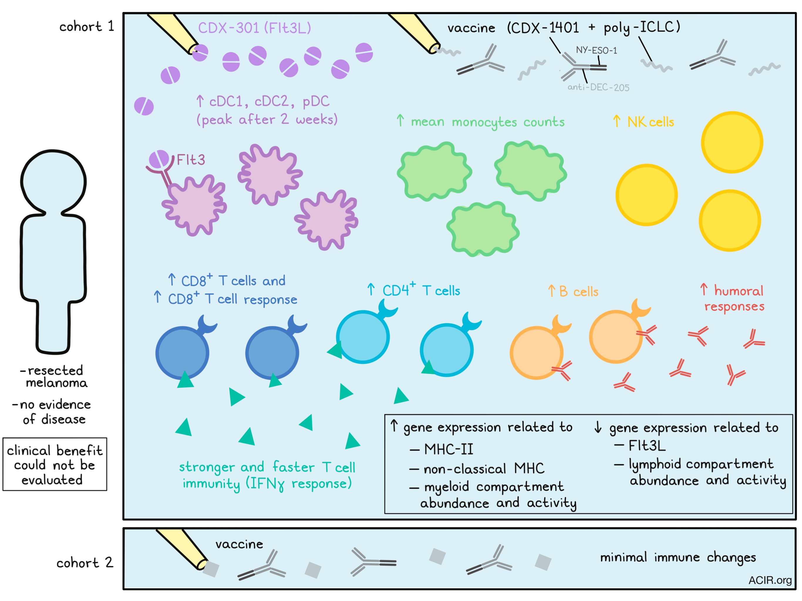 Recruiting APCs with Flt3 ligand increases immunogenicity