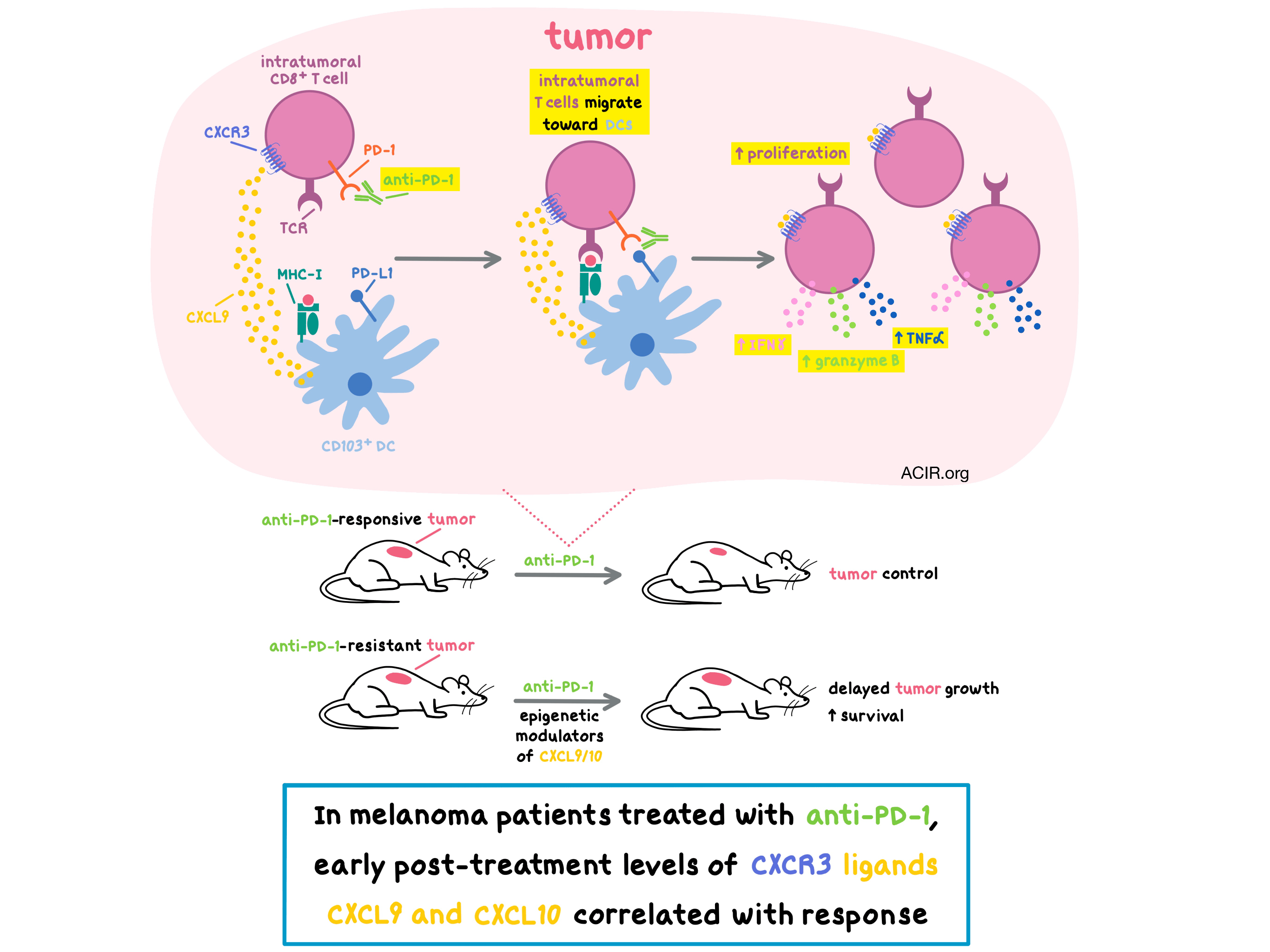 Why does PD1 blockade need CXCR3 signaling? It’s not what you think