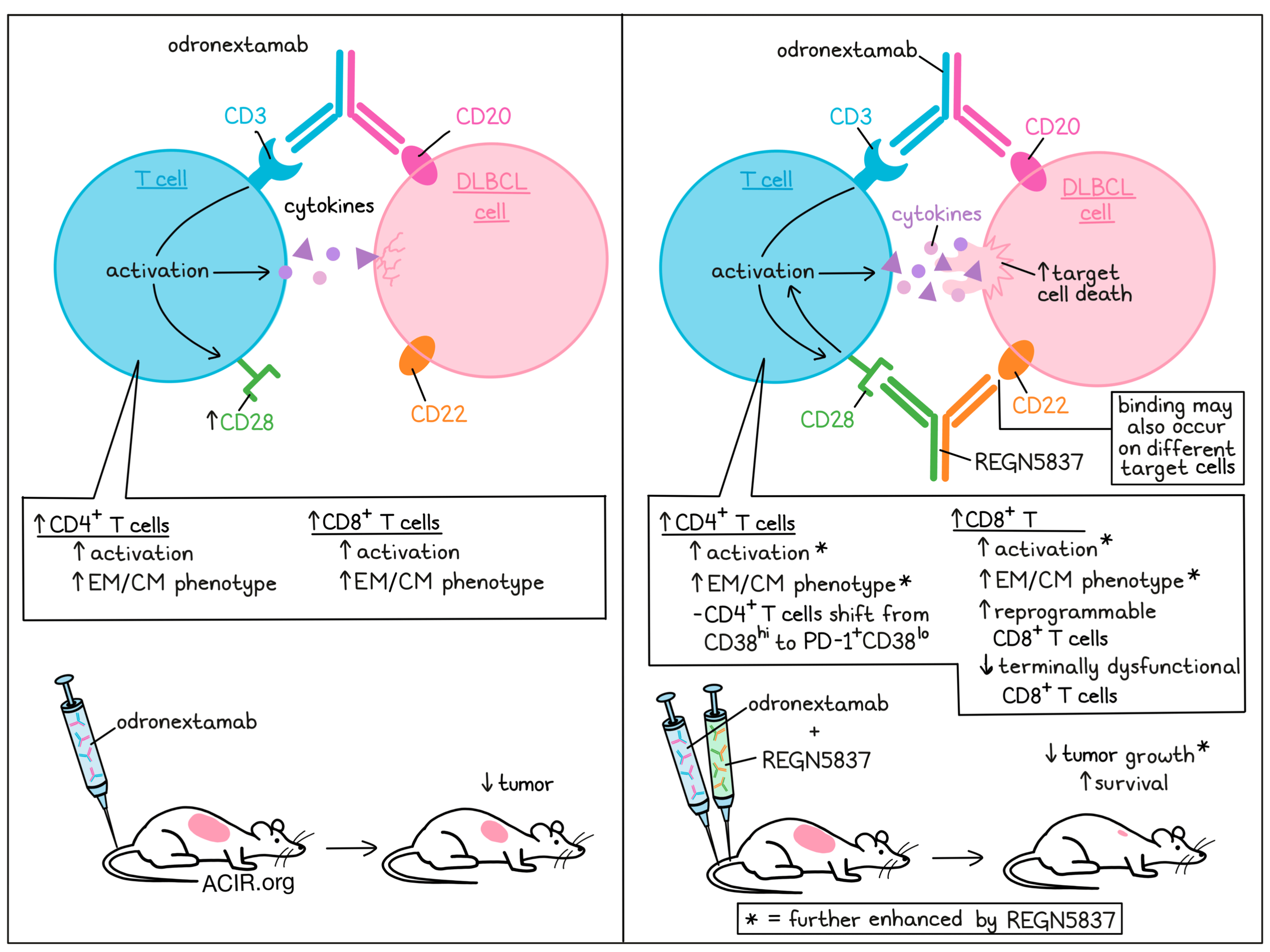 Two is better than one combining bispecific antibodies for signal 1