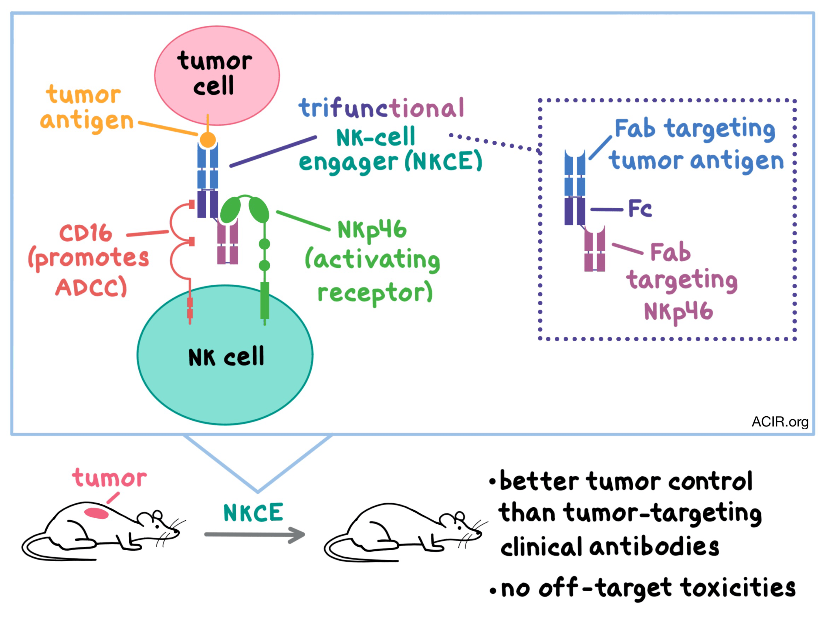Multispecific antibodies set the rules of engagement for NK cell