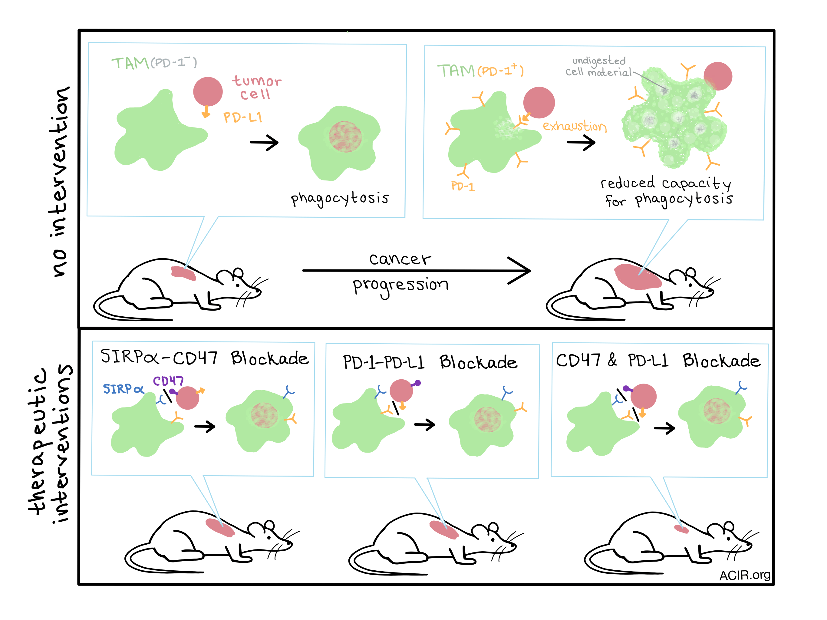PD1 expression by tumourassociated macrophages inhibits phagocytosis