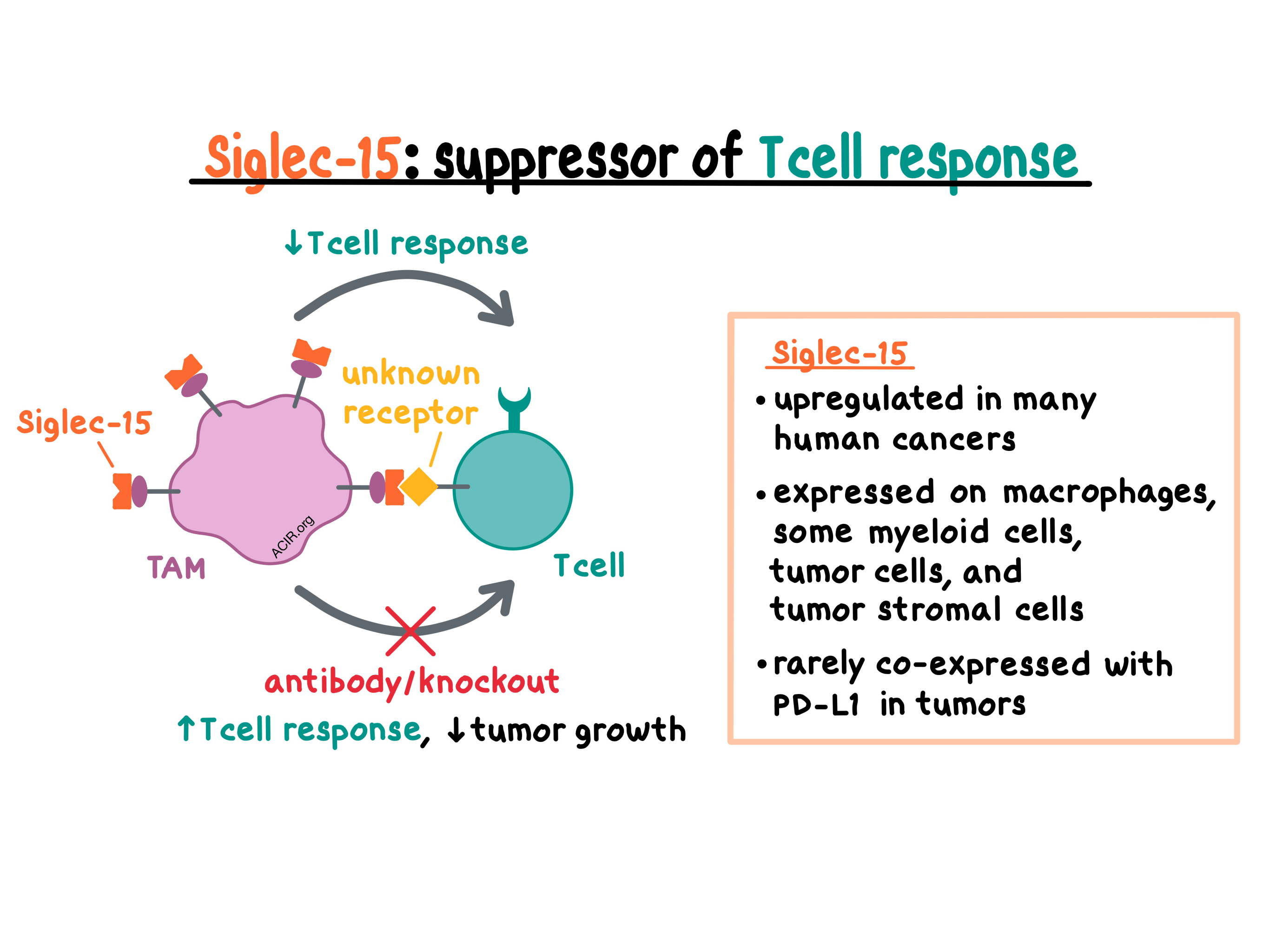 Siglec-15 suppresses T cell antitumor response