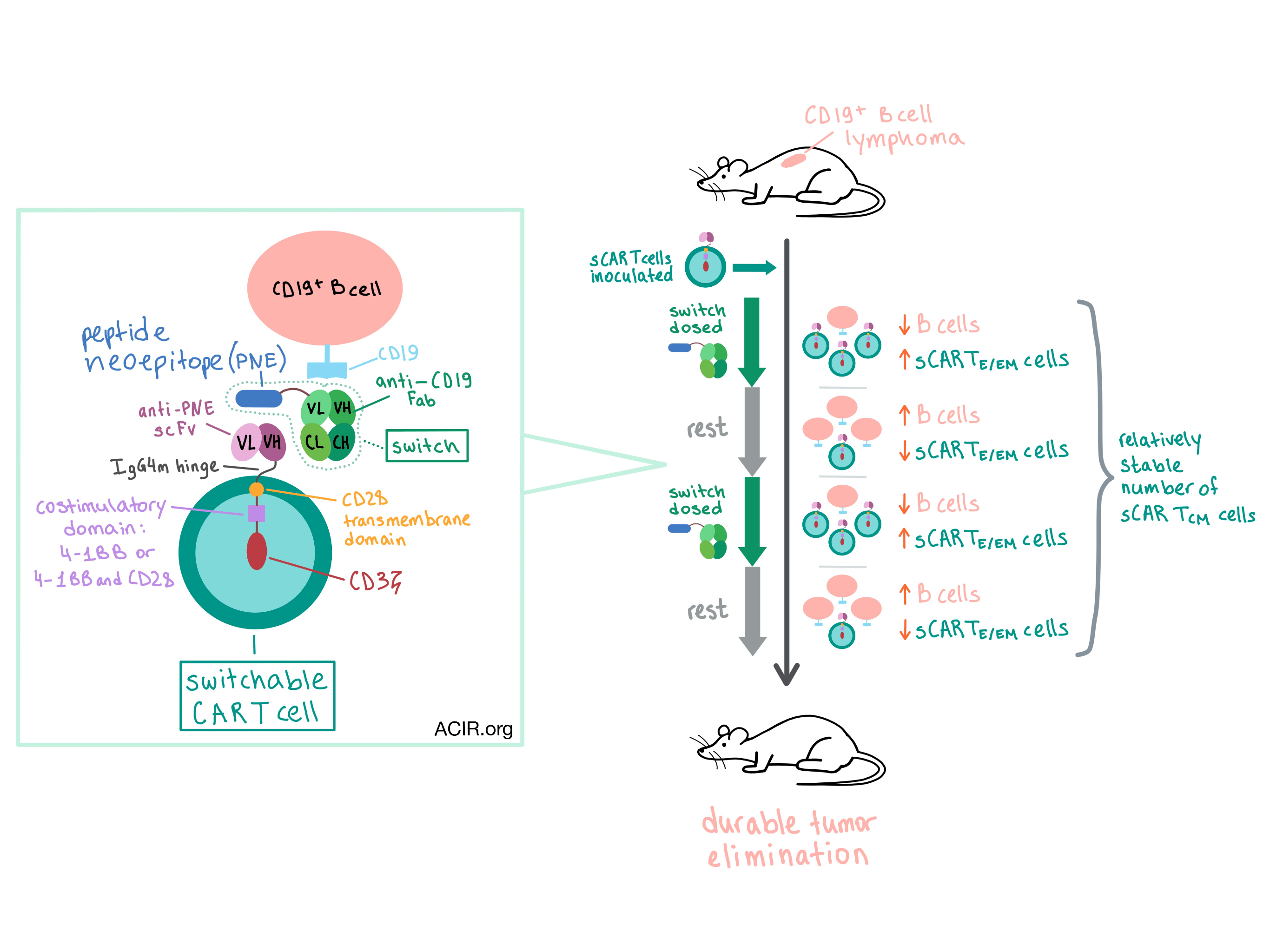 A new variety of CAR T cells comes with an on/off switch