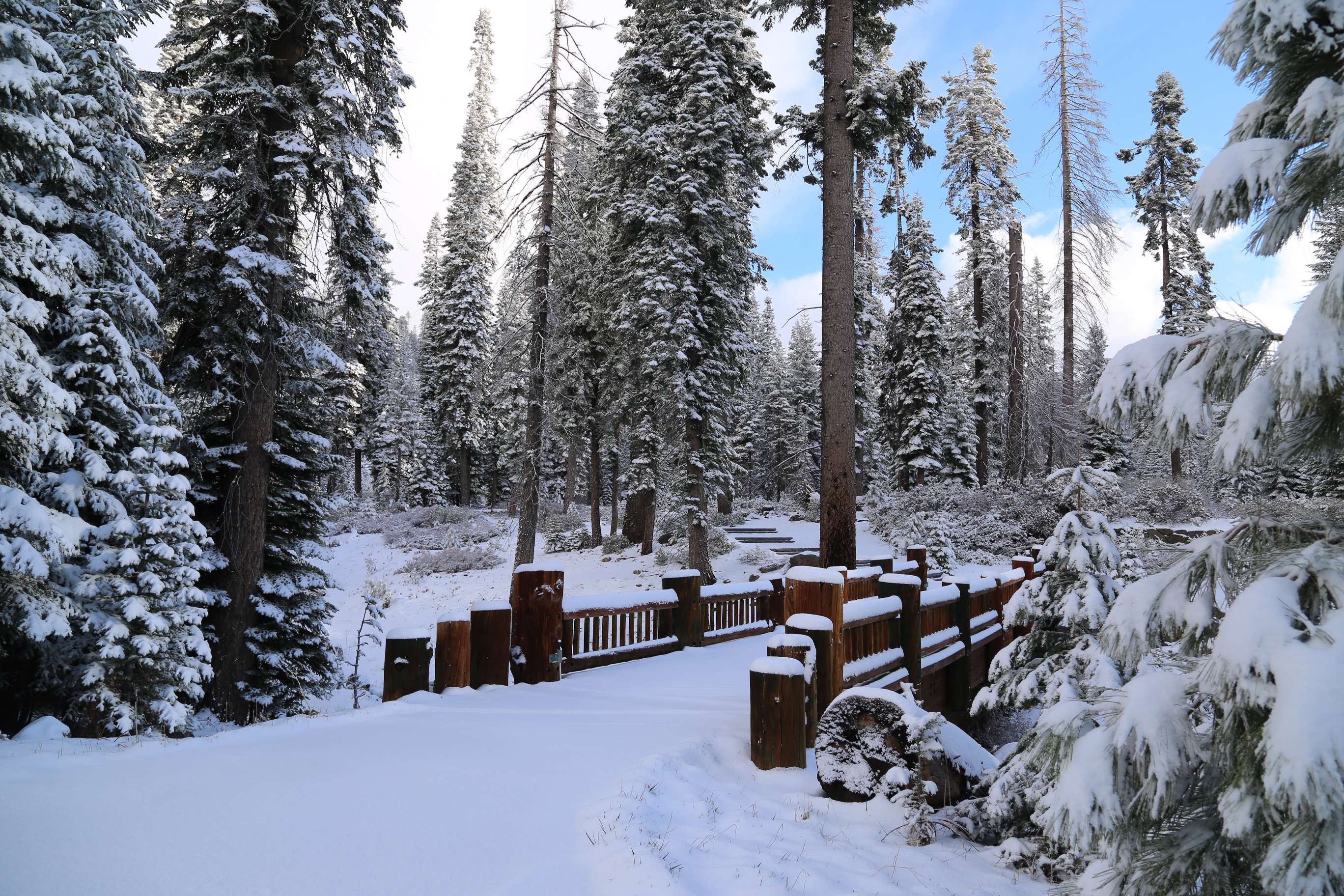 Sequoia and Kings Canyon Biggest Trees in the World A City A Month