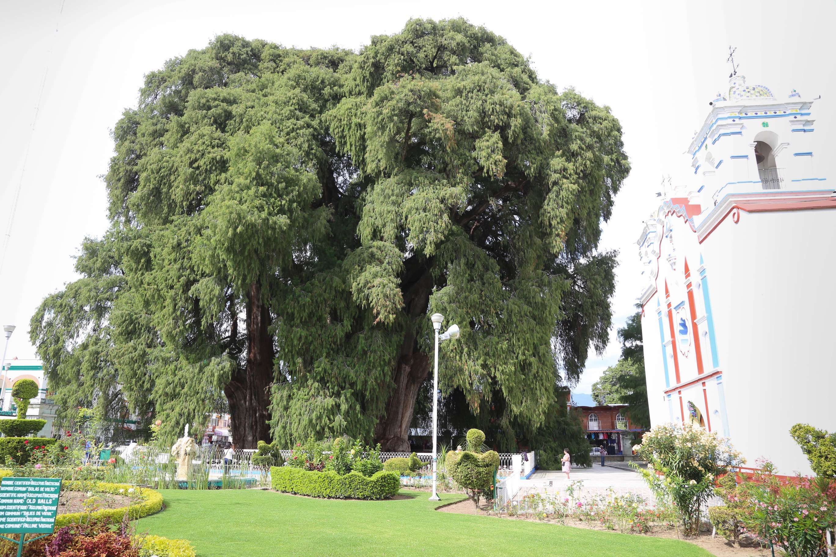 El Tule, One of the Largest Trees in the World A City A Month