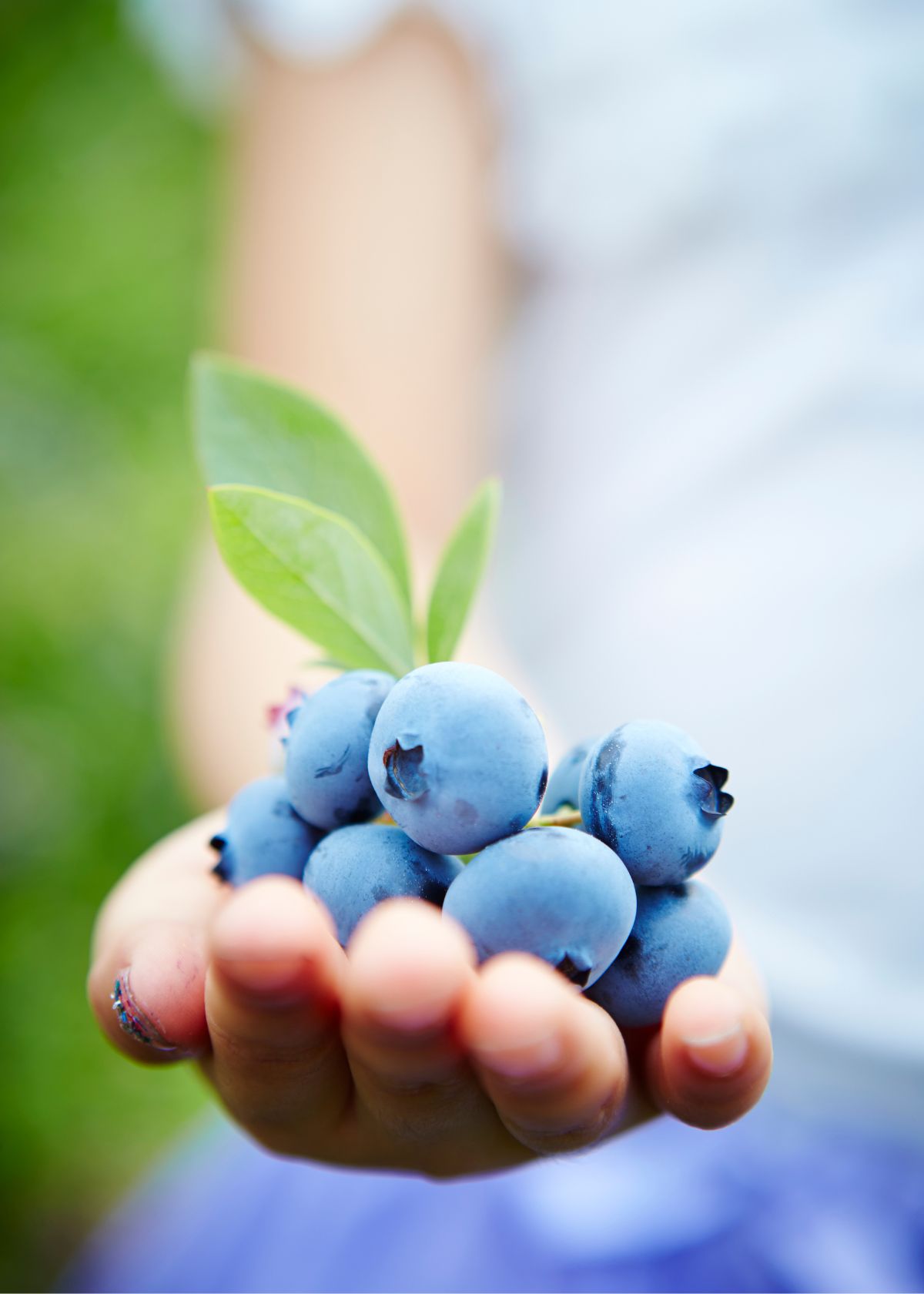 How to Get Blueberry Stains Out of Almost Anything