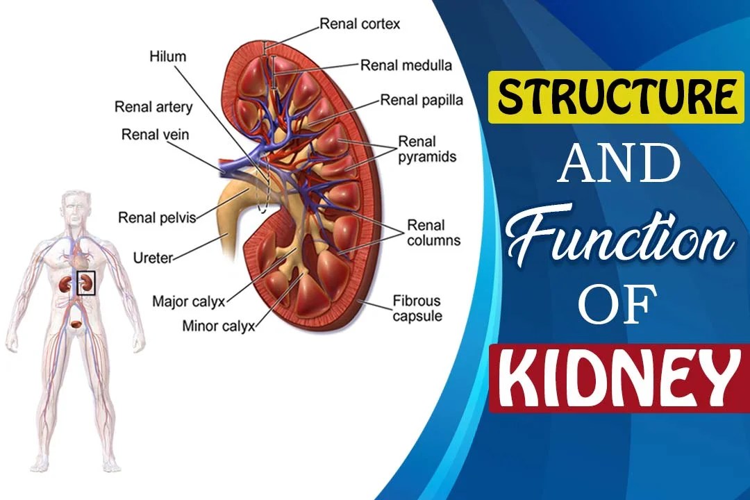 Functions of kidneys
