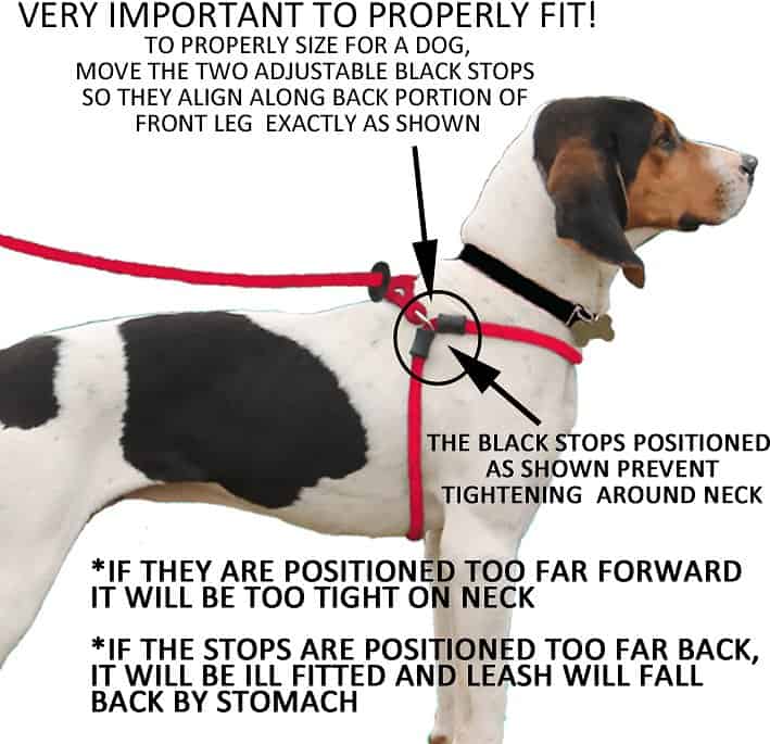 Harness Lead, an alternative to training your dog not to pull on leash