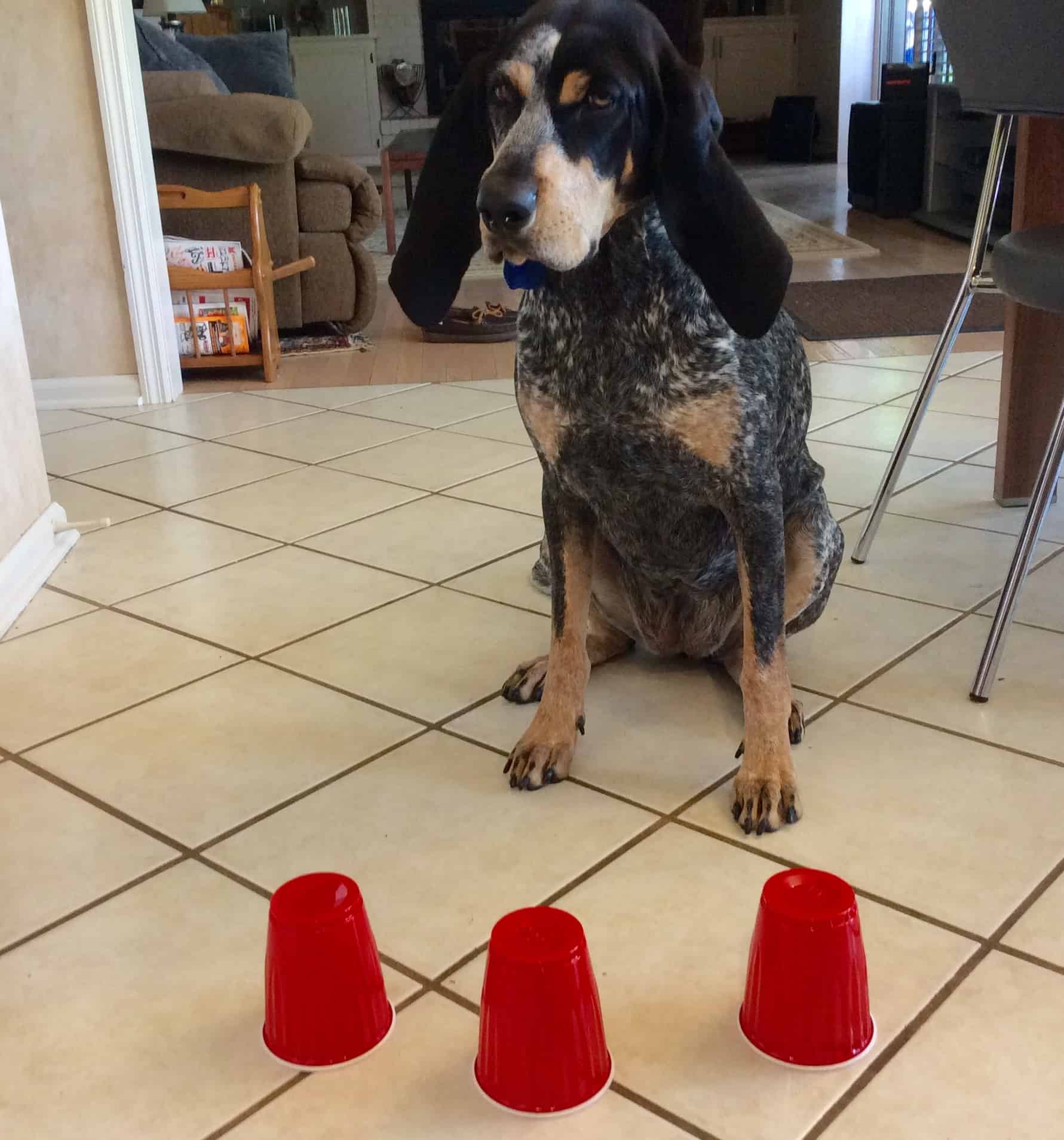 DOG TRICK Which cup? Acme Canine