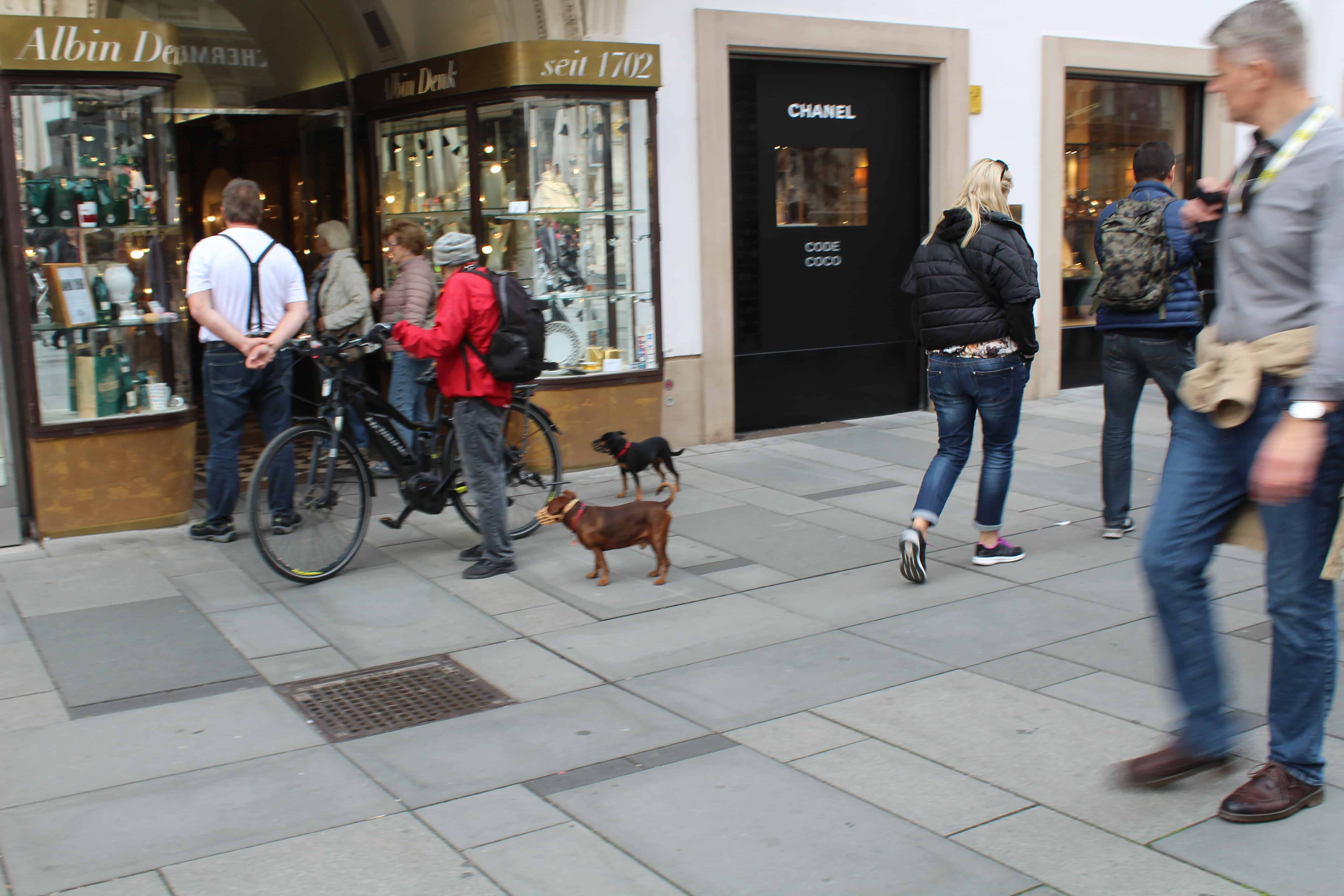 Dogs of Austria Acme Canine