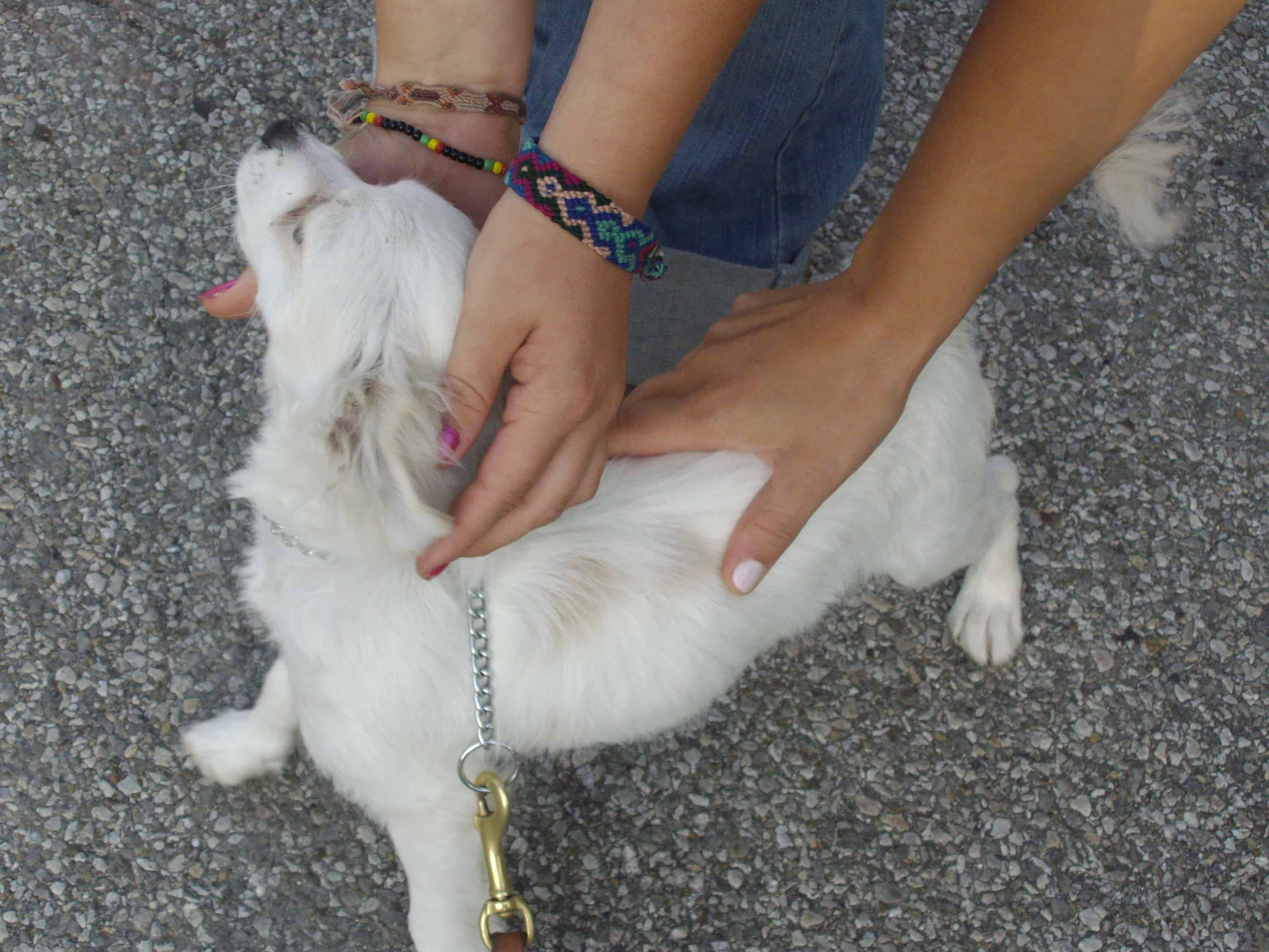 Why you should praise your dog rather than give treats Acme Canine