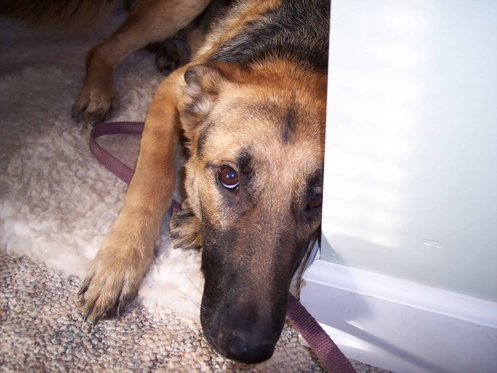 My dog is anxious, do they have separation anxiety? Acme Canine