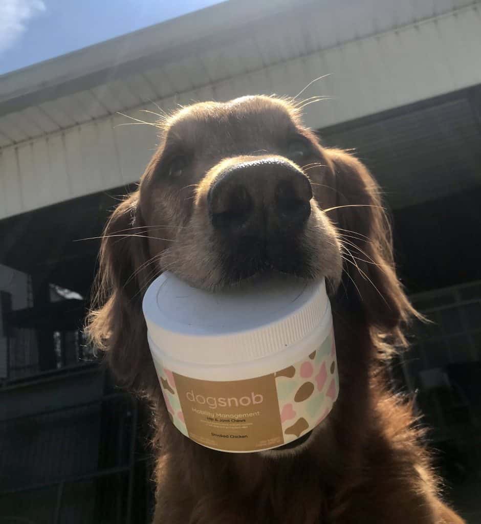 Can You Give a Dog Too Much Attention? Acme Canine