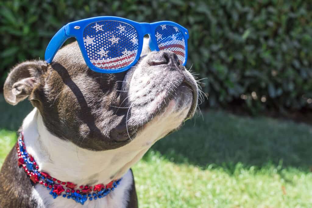 4th of July and your Dog Acme Canine