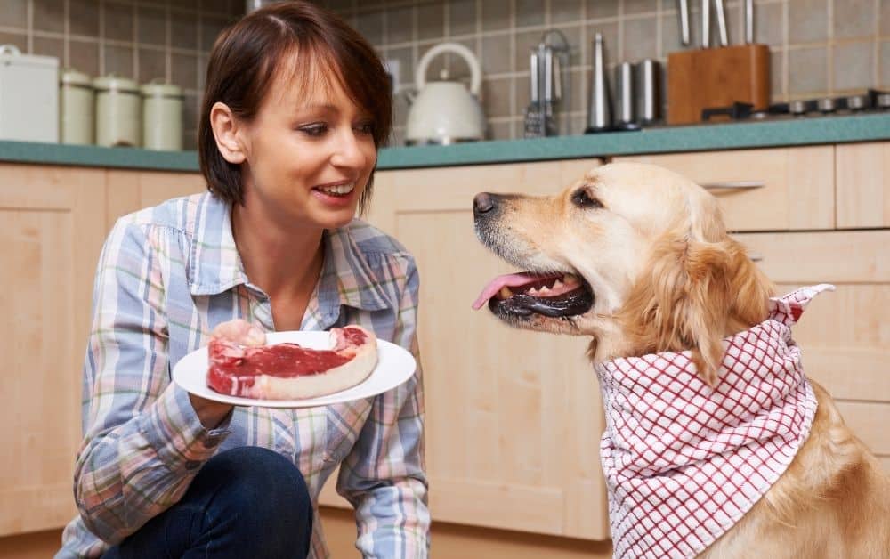 Signs You are Spoiling your Dog Acme Canine