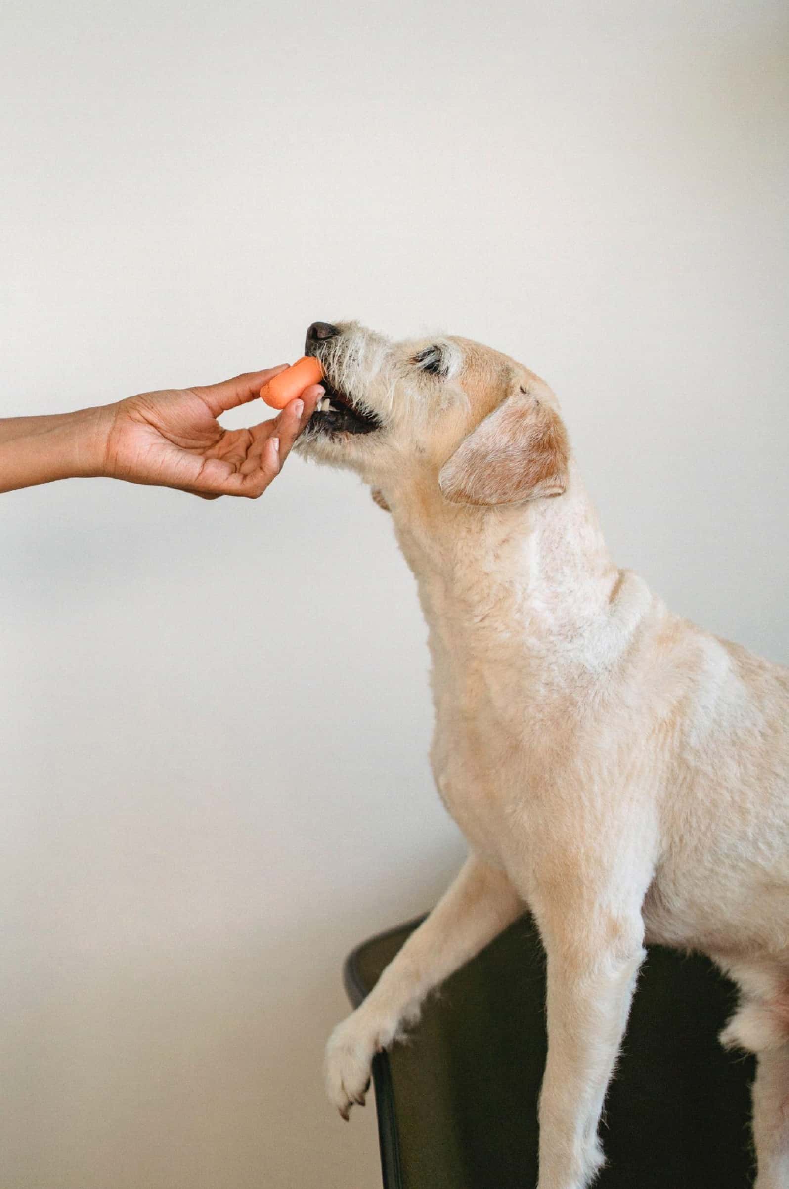 Dog Vegetables 5 Fruits and Vegetables That are Good for Your Dog's Health Acme Canine