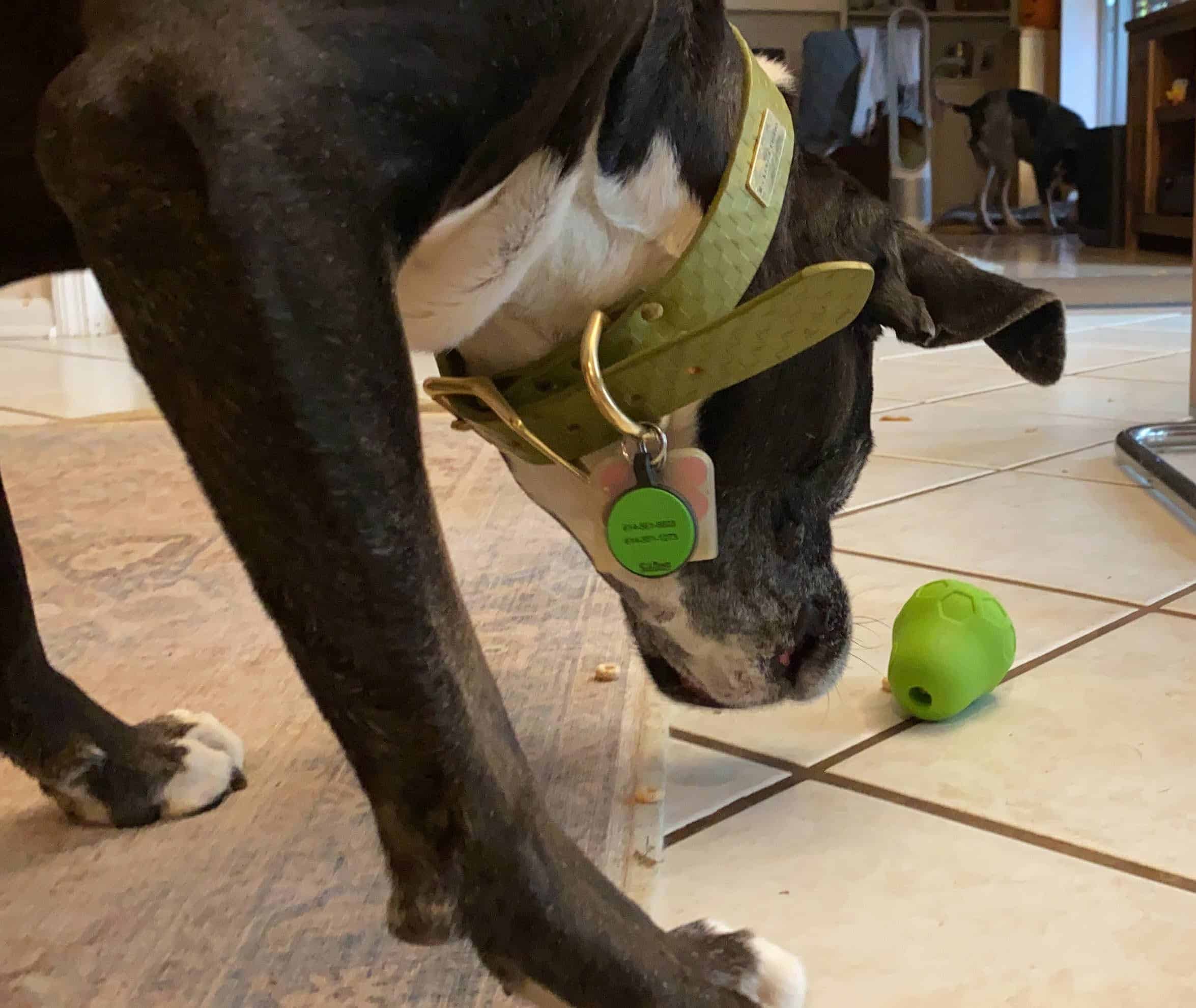 Penny and Autumn Review the JW Tumble Teez Dog Toy Acme Canine