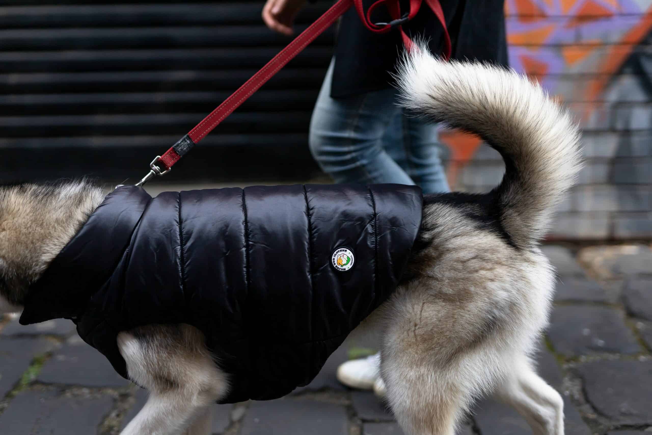 Pet Apparel Market Size, Forecast, Analysis & Trends 2032