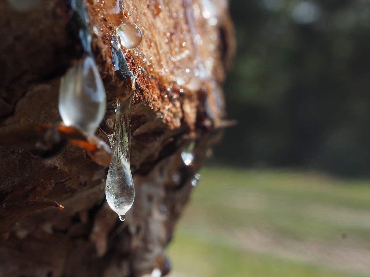 How To Get Pine Sap Out Of Dog Hair