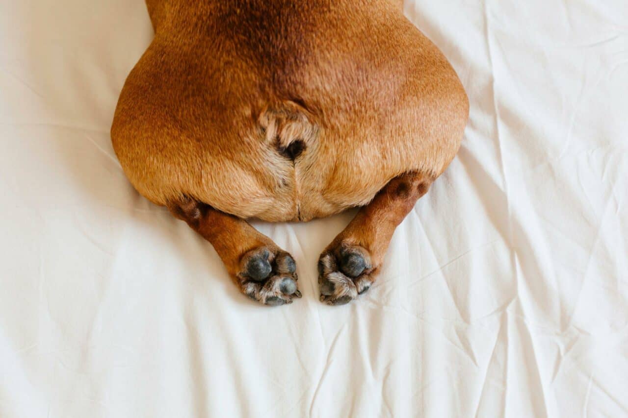 Why Is My Dog S Anus Crusty at Josephine Carpenter blog