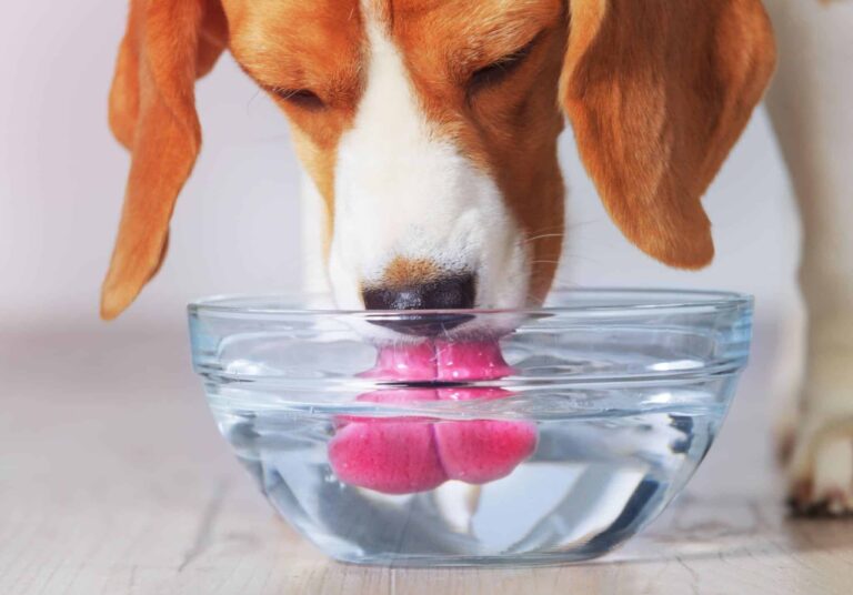 Why Does My Dog Throw Up After Drinking Water