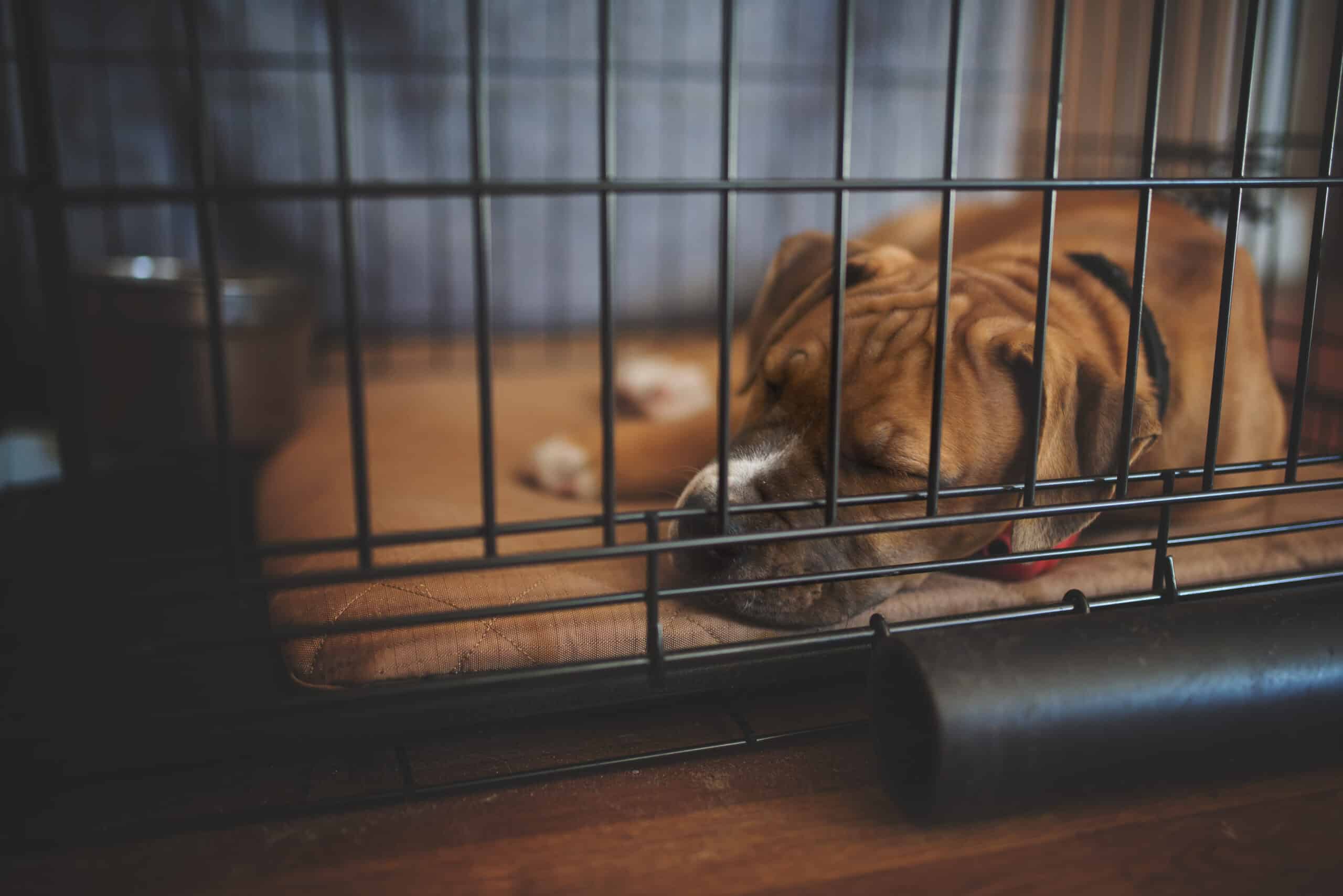 The Pros And Cons Of Leaving Your Dog In a Crate While At Work Acme