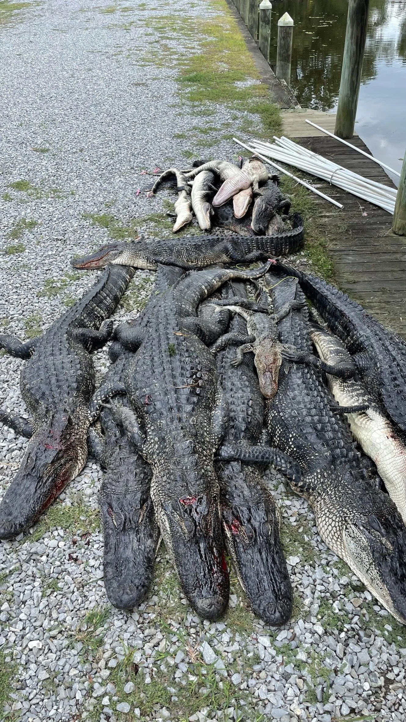 Guided Louisiana Alligator Hunts Acme Fur and Trap