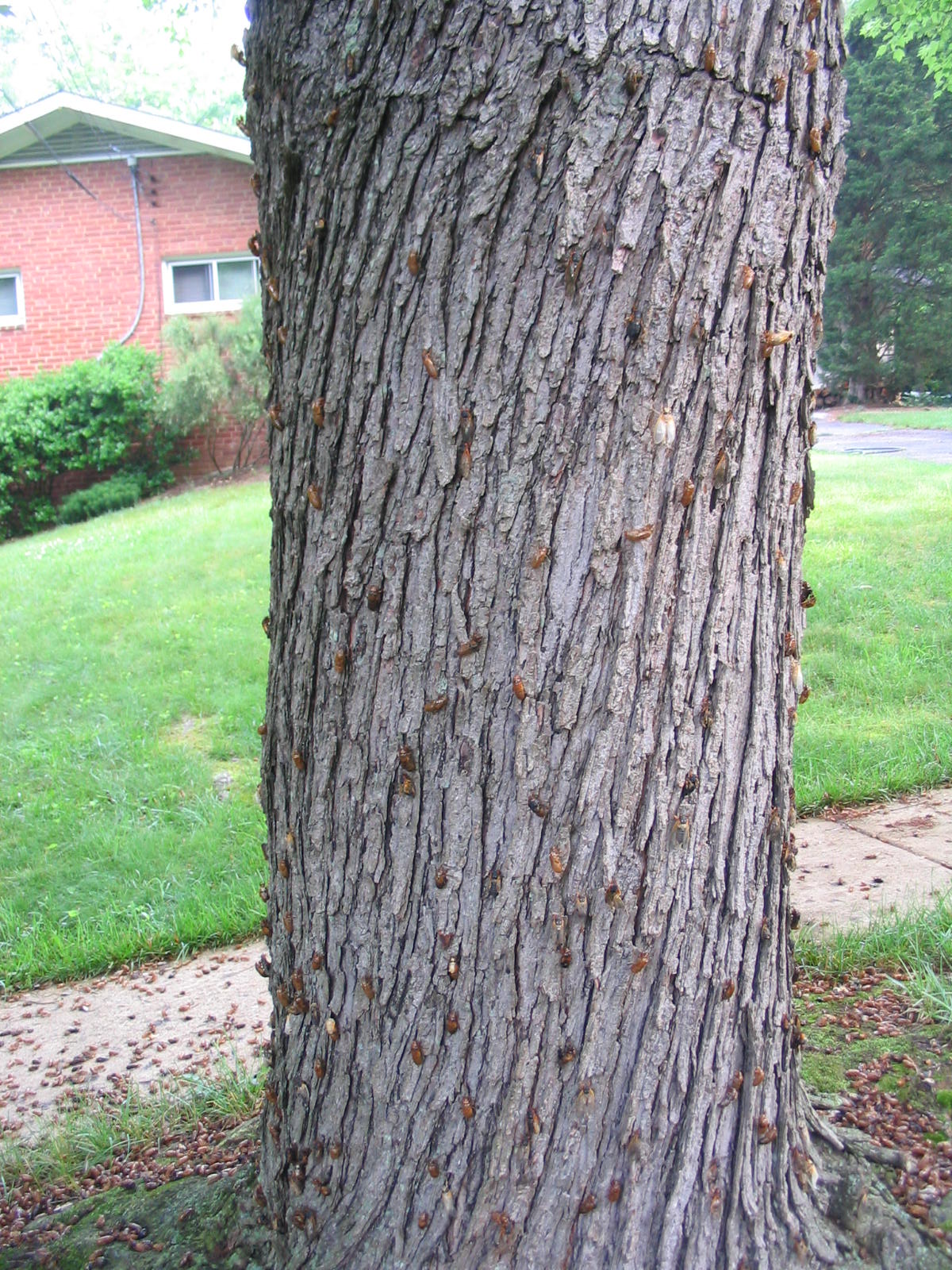 Blockbase's Tree Pack