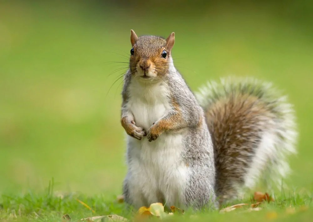 How to Get Rid Of Squirrels in the Attic Latest info of 2023