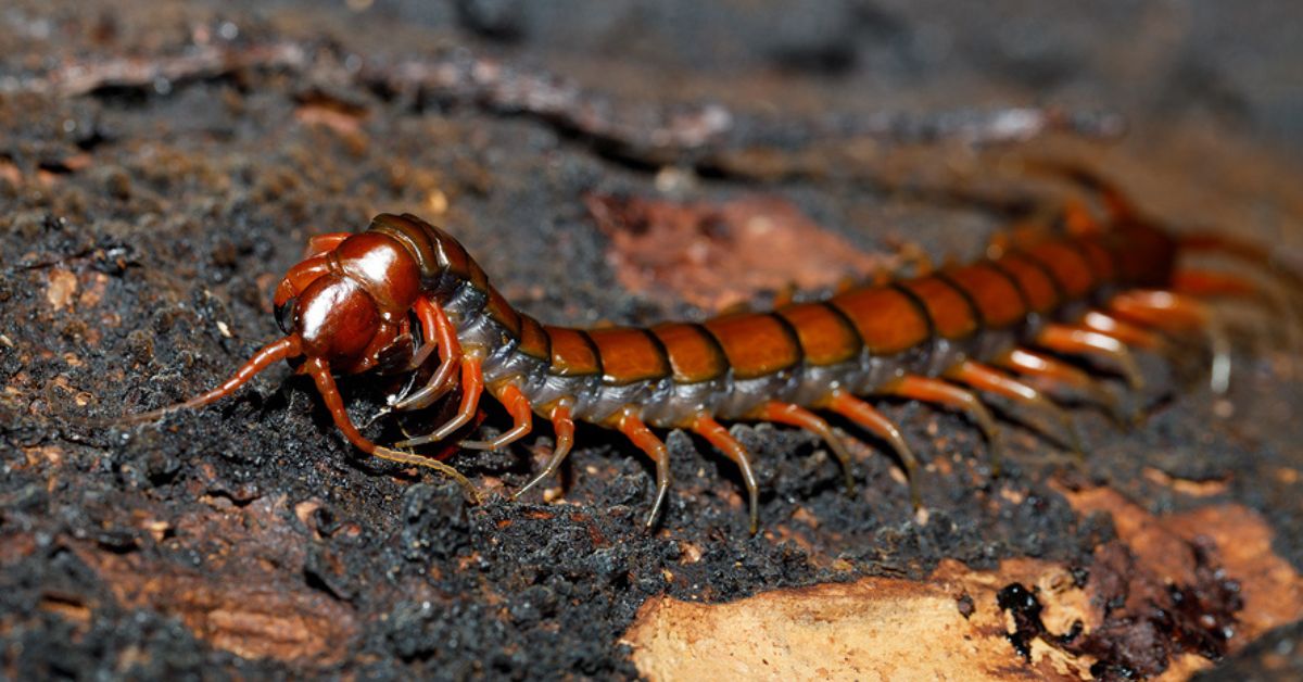 Centipedes identification, Damage, Prevention strategies