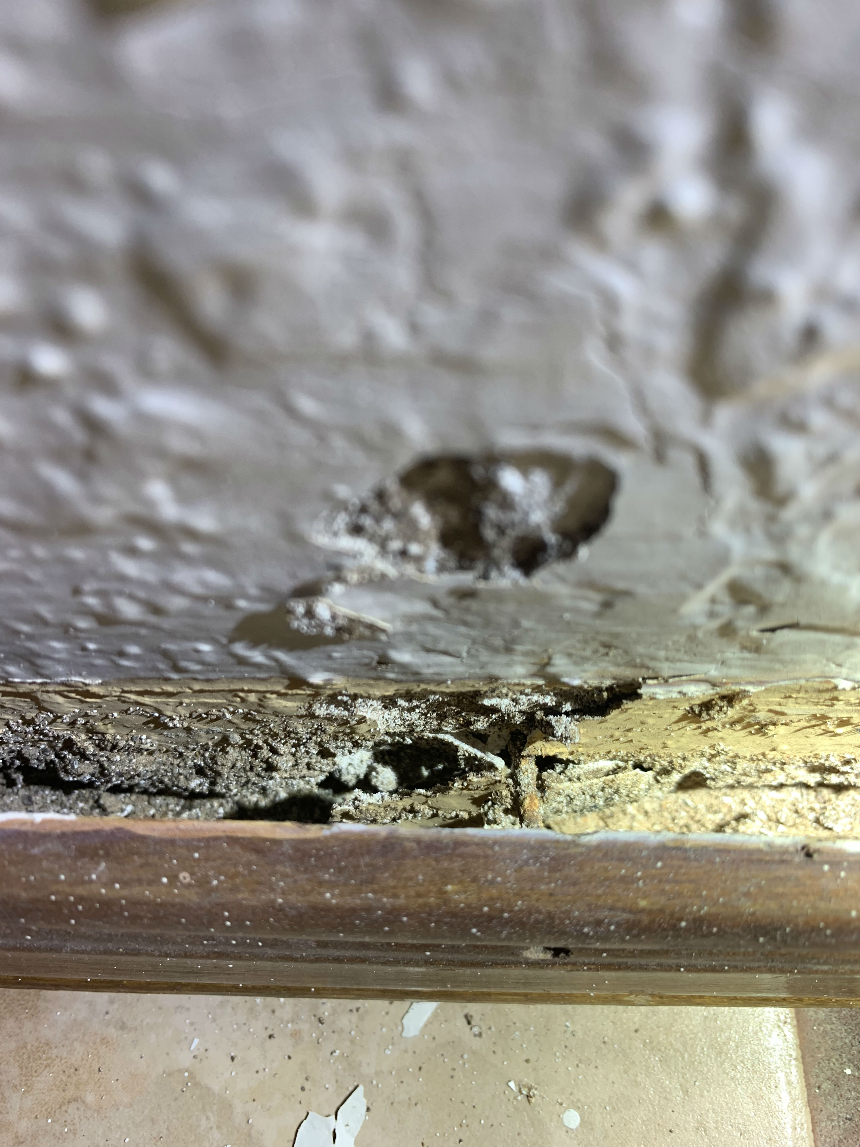 ACMETermiteInspections Termite Gallery