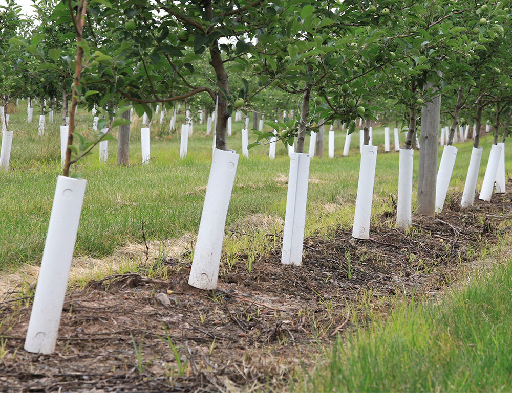 Plastic Tree Guards Adams County Nursery, Inc.