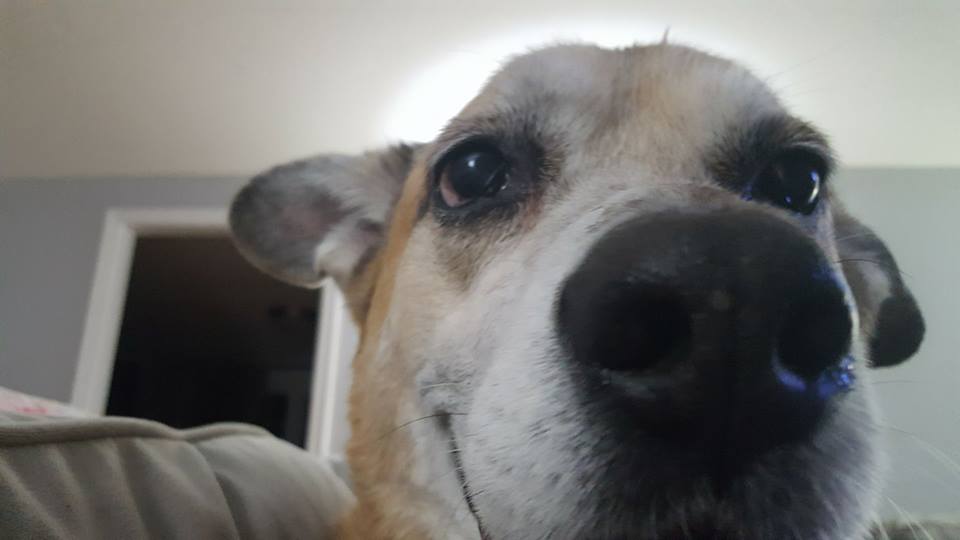 Can A CT Landlord Be Sued For A Dog Bite CT Personal Injury Lawyer