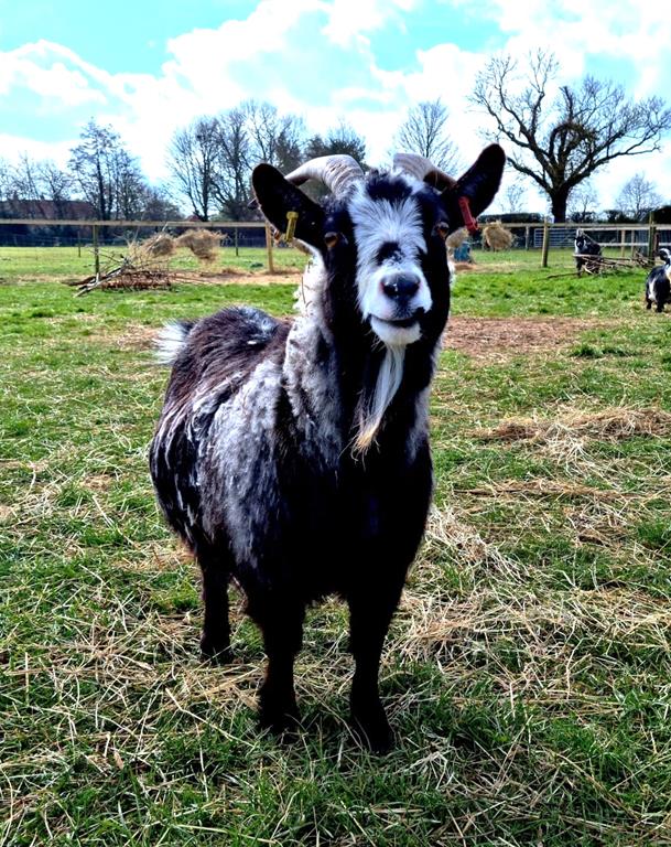 Pygmy Goats Acorn Community Care
