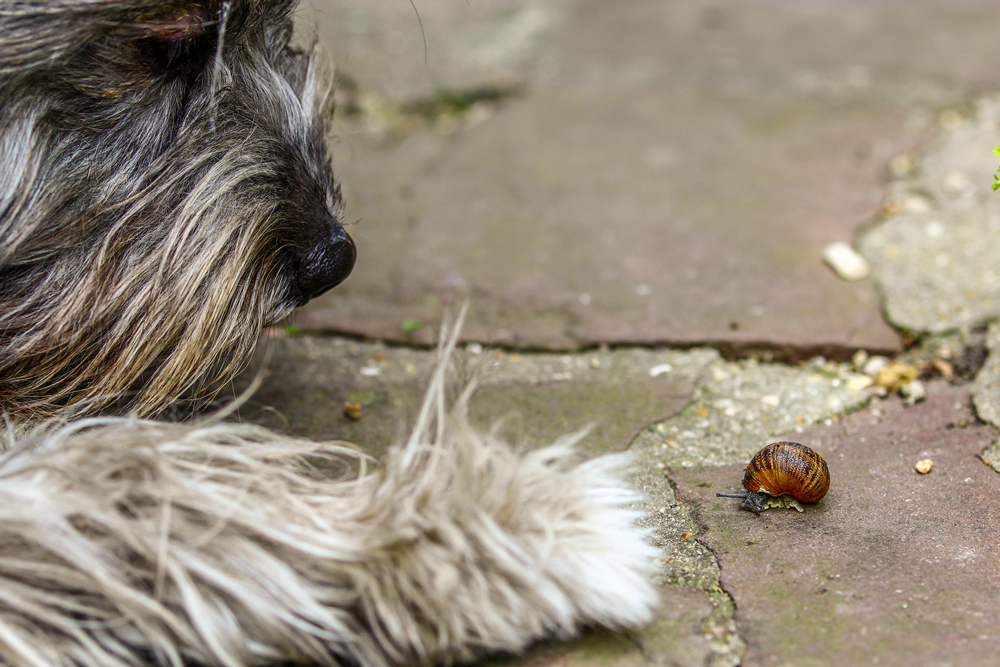 Lungworm what is it and how to prevent it? Acorn Veterinary Clinic