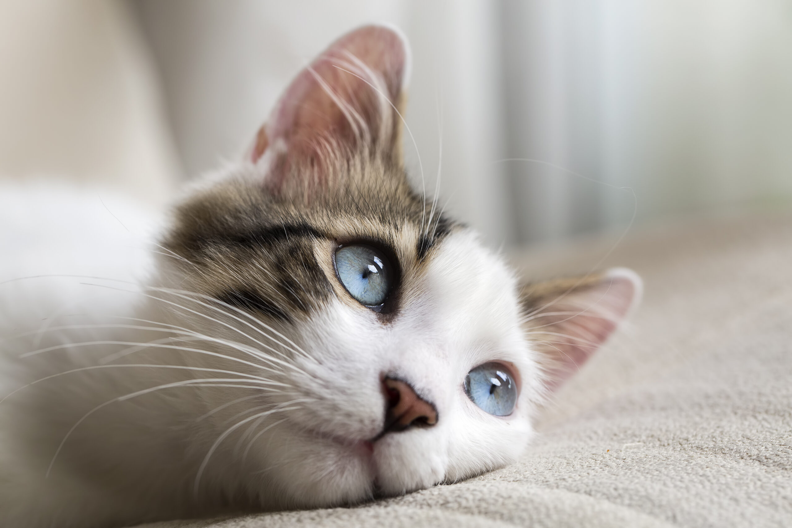 Blindness in cats; is it a problem? Acorn Veterinary Clinic