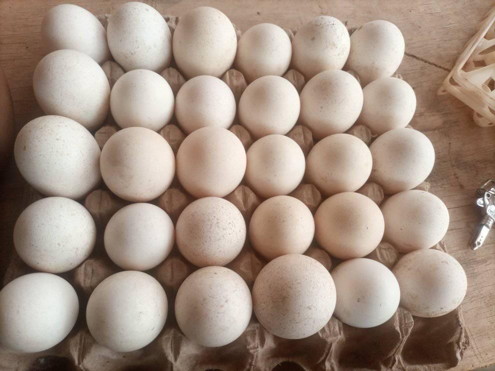FERTILIZED TURKEY EGG BY SALIFU FARM ACOWAS