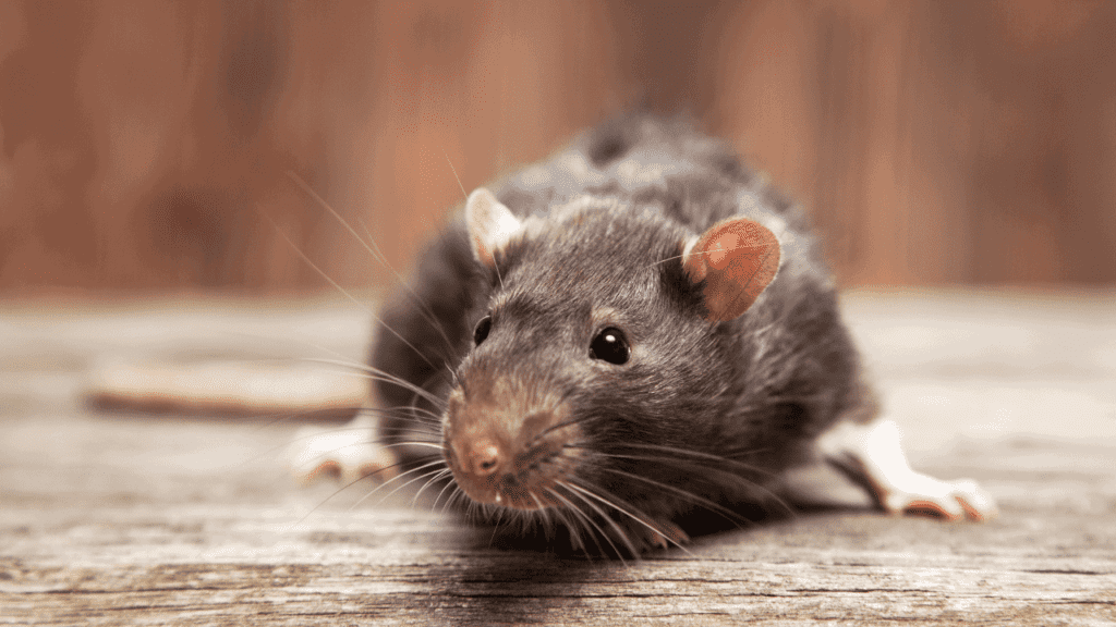 How To Get Rid Of Mice In Attic Once And For All