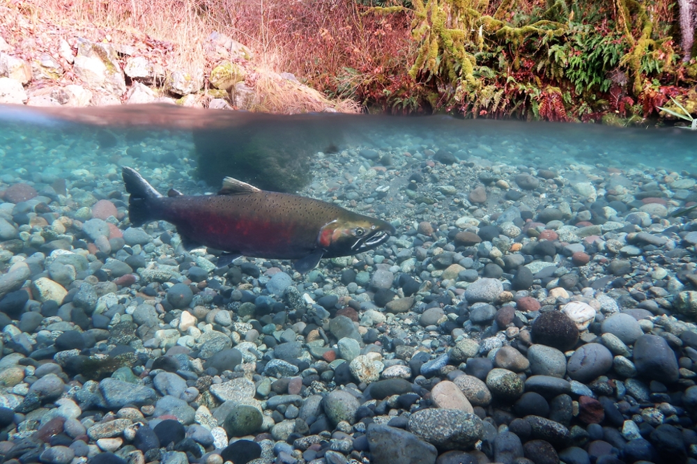 Glacier Retreat and Salmon University of Alaska Southeast