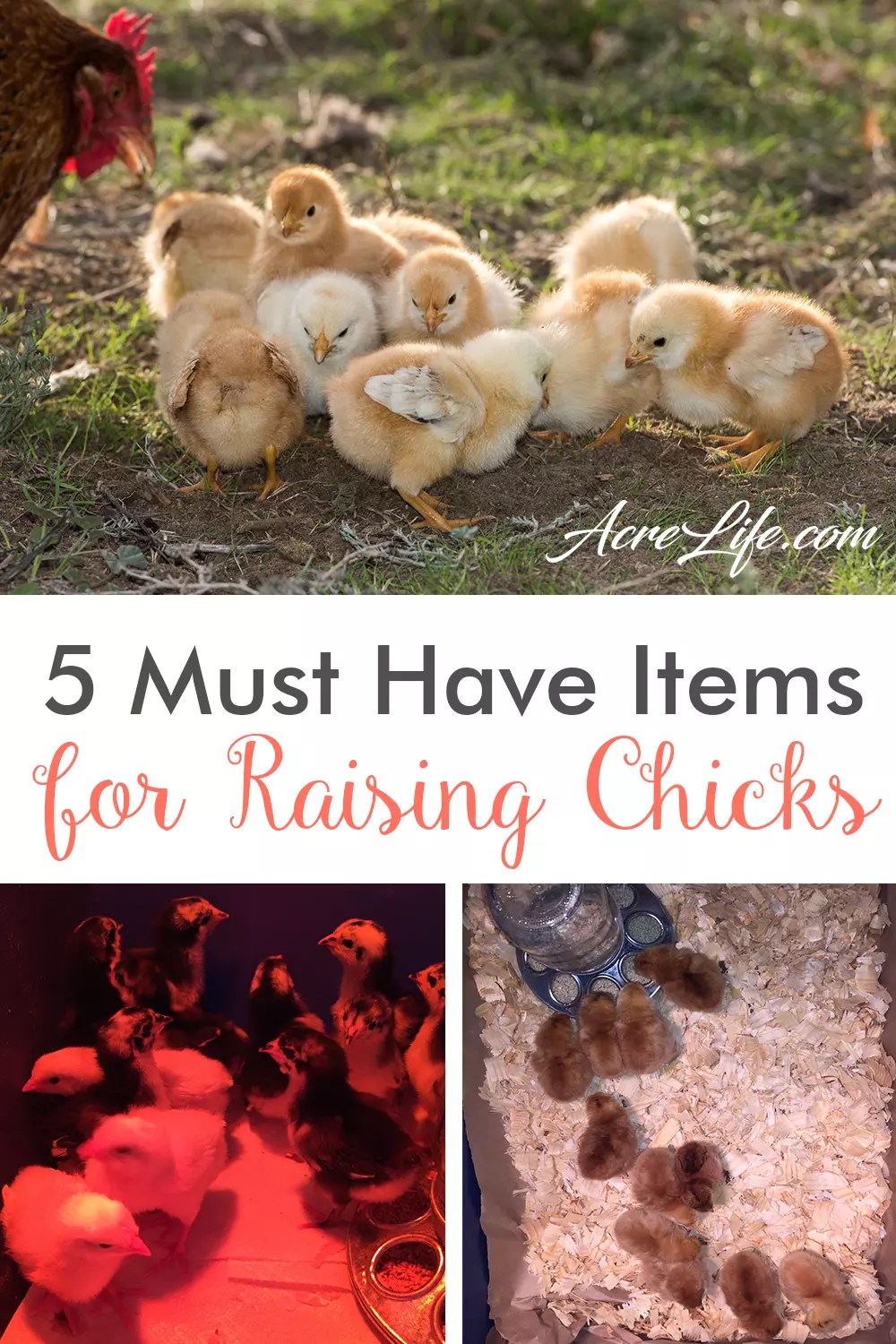 5 Must Have Items for Raising Chicks