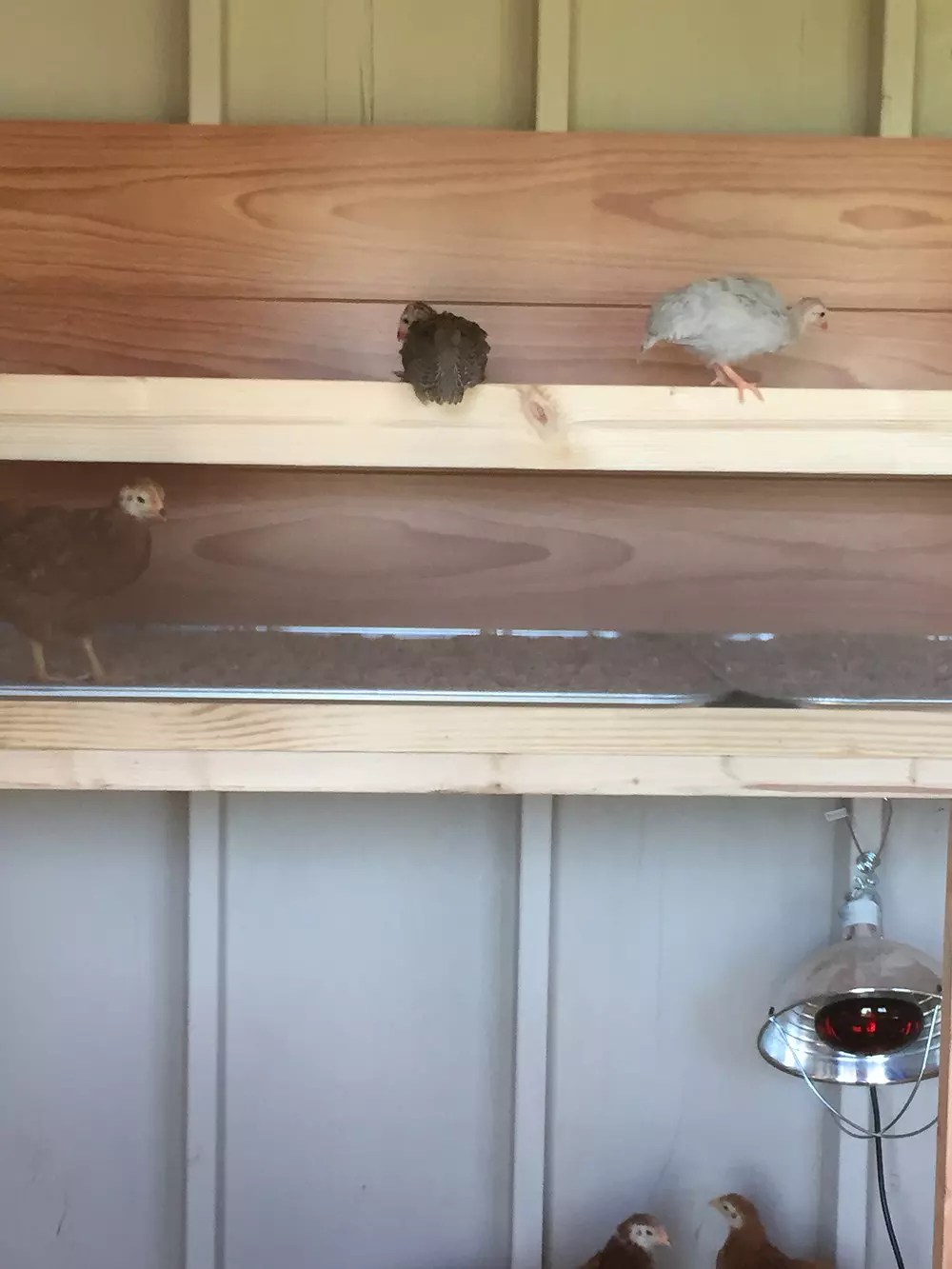 Poop Deck in the Chicken Coop AcreLife